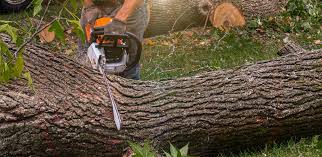 Best Commercial Tree Services  in Nicollet, MN