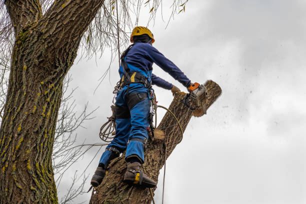 Best Stump Grinding and Removal  in Nicollet, MN