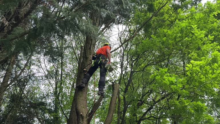 Best Leaf Removal  in Nicollet, MN