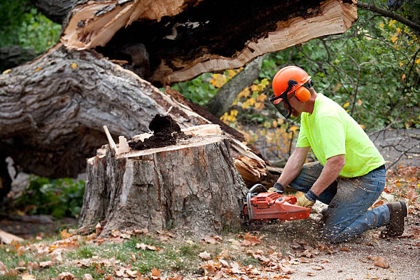 Best Firewood Processing and Delivery  in Nicollet, MN