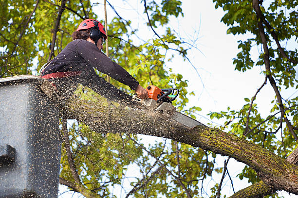 Best Fruit Tree Pruning  in Nicollet, MN