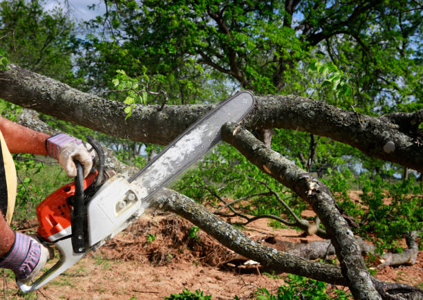 Best Seasonal Cleanup (Spring/Fall)  in Nicollet, MN